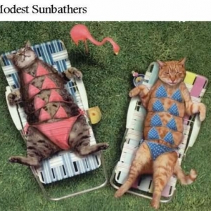 sunbathing cats