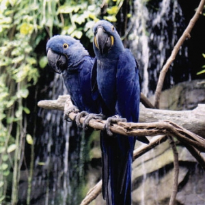 Animalkingdombirds
