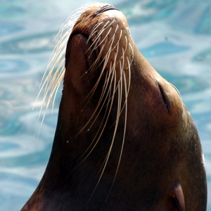 Sea Lion -Pacific Point Preserve at SW