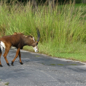 Antelope at the safari