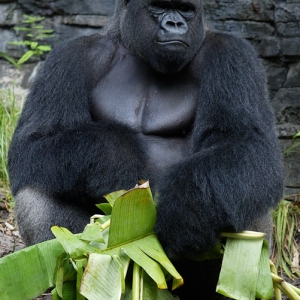Gorilla with leaf