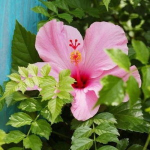AK hibiscus flower