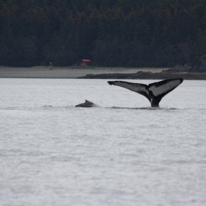 Juneau whale watching excursion - fluke shot of mother and calf