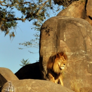 Lion on Kilimanjaro Safari