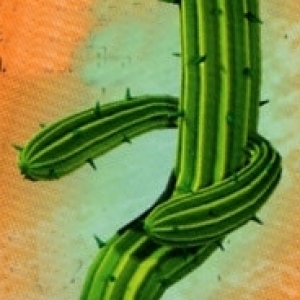 Frontierlandquestcactus