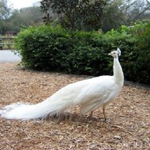 White Peacock at FW