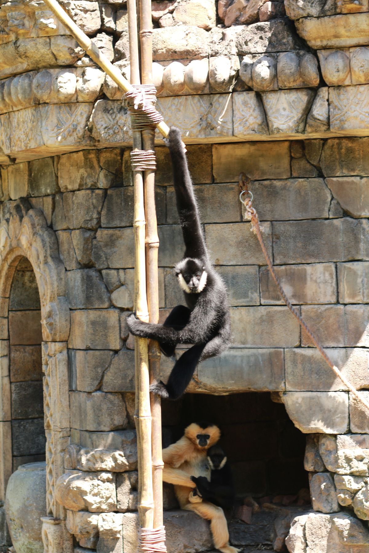 Animal Kingdom monkeys