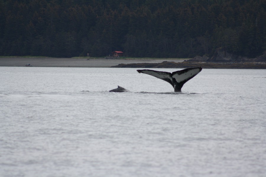 Juneau whale watching excursion - fluke shot of mother and calf