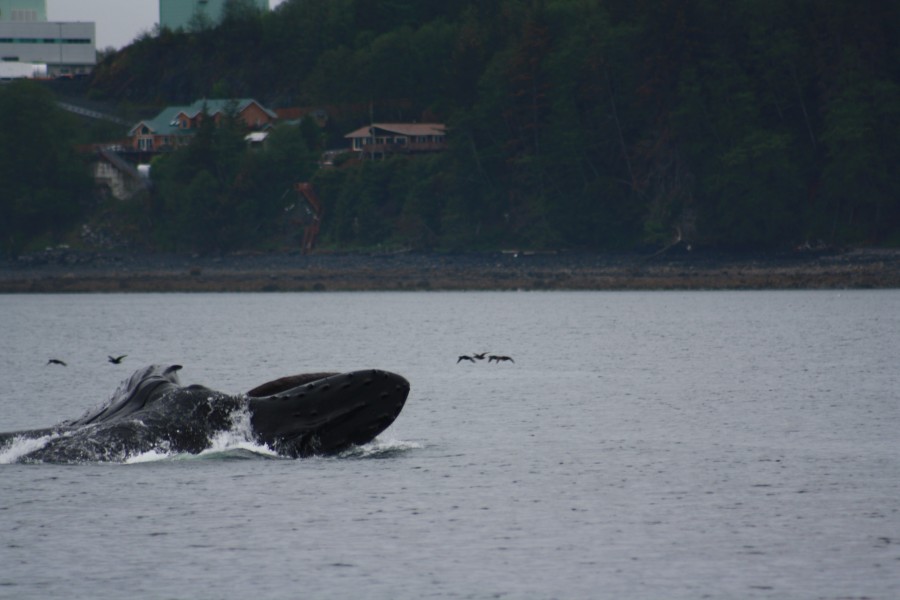Juneau whale watching excursion - mother feeding calf
