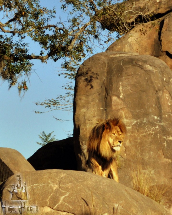 Lion on Kilimanjaro Safari