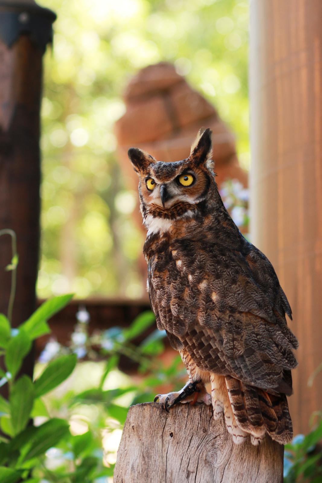 Wonders of Flight owl