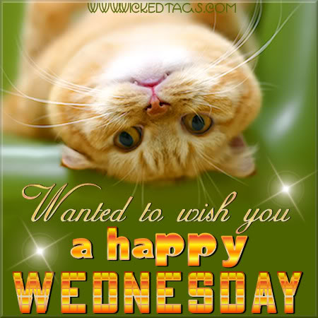happy-wednesday-cat.jpg
