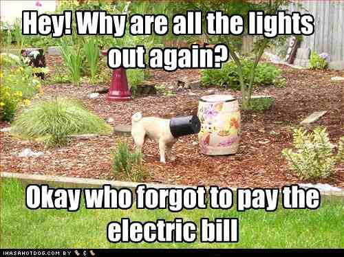 funny-dog-pictures-hey-why-are-all-the-lights-out-again.jpg