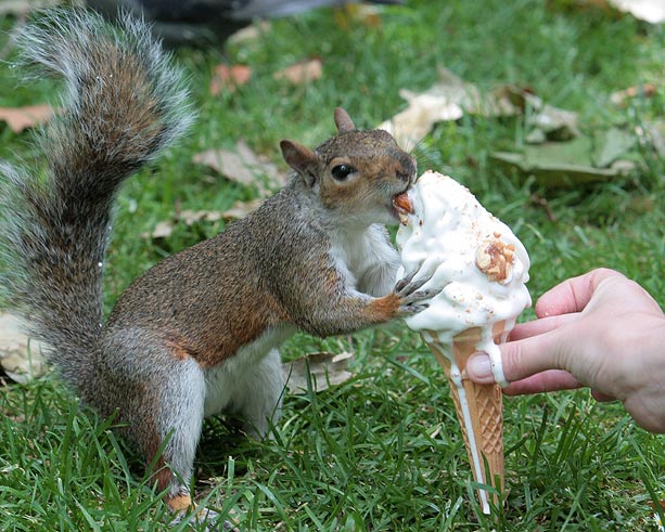 squirrel-ice-cream_683808n.jpg