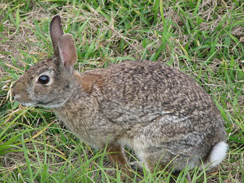 eastern_cottontail_1.jpg