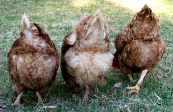 chicken-butts-340x220.png