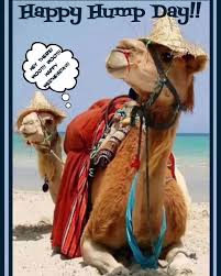 Hump Day Camel Meme