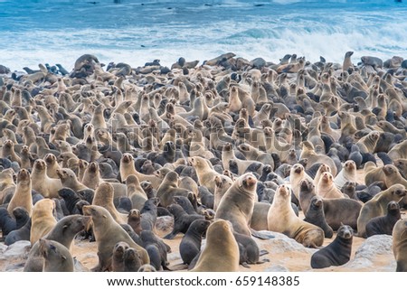 stock-photo-cape-cross-seal-reserve-in-the-south-atlantic-in-the-skeleton-coast-namib-desert-western-namibia-659148385.jpg